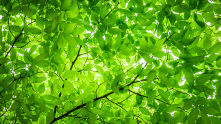 Thumbnail of post image 139